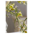 Artificial Orchid Flowers with Glass or Wood Vase