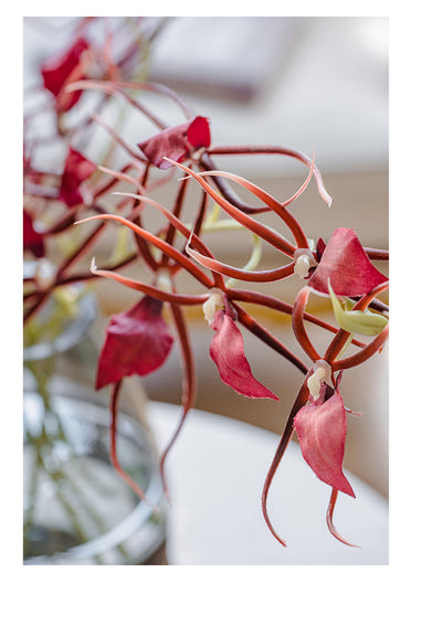 Artificial Orchid Flowers with Glass or Wood Vase