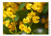 Long Stem Artificial Chamomile Daisy Flowers