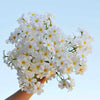 Small Bundle of Artificial Chamomile Daisies