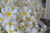 Small Bundle of Artificial Chamomile Daisies