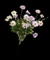 5-Head Artificial Wild Daisy