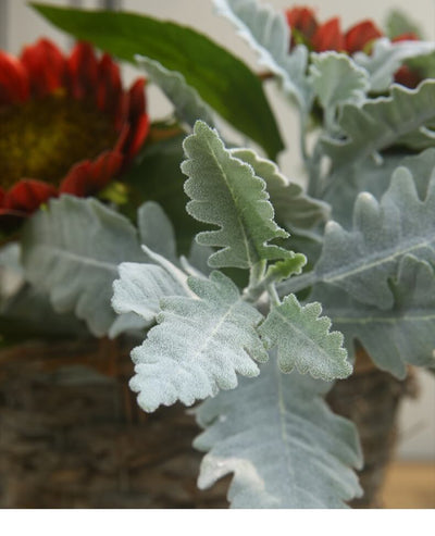 Artificial Dusty Miller Plant Flocked Silver Leaf Daisy