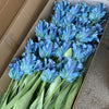 Realistic Fringed Faux Flower Moisture-Touch Parrot Tulip