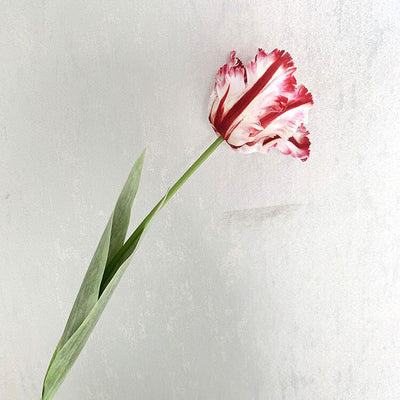 Realistic Fringed Faux Flower Moisture-Touch Parrot Tulip