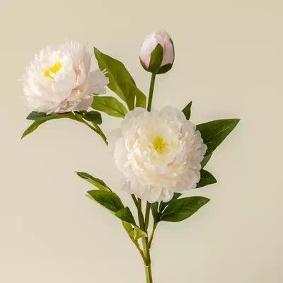 Lotus Root Color Peony