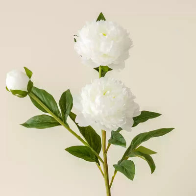 White Peony