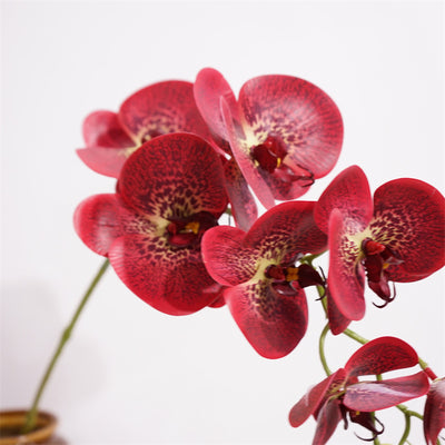 Moth Orchids Artificial Plant