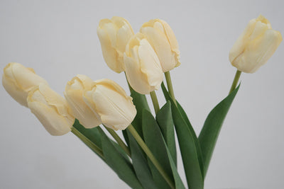 Tulip Symphony light yellow