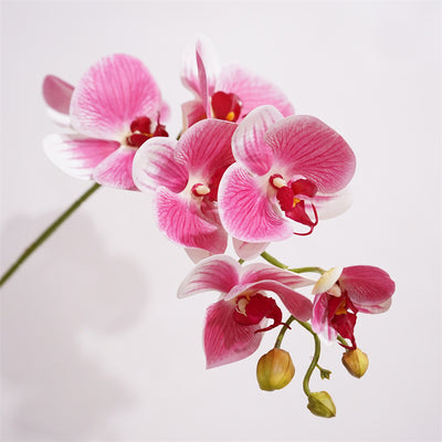 Moth Orchids Artificial Plant