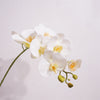 Moth Orchids Artificial Plant