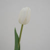 Tulip Symphony white